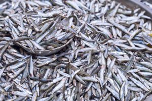 Fresh anchovies fish on ice exposition at the seafood market